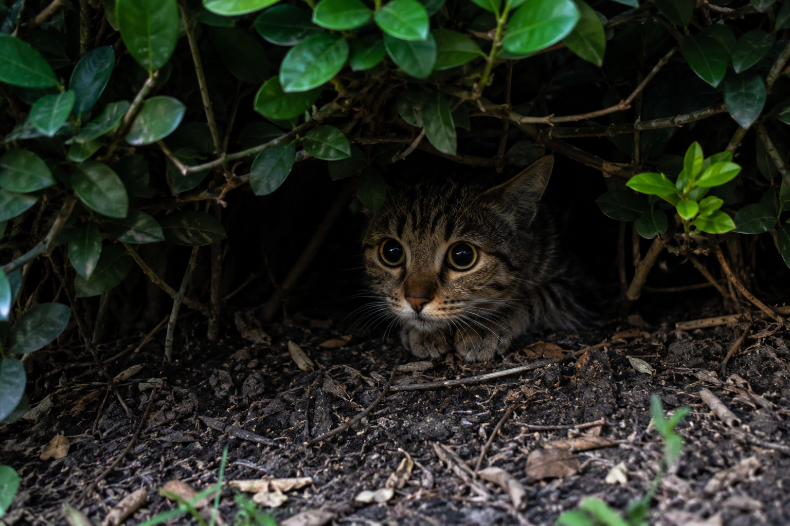 Chat effrayé caché et immobile sous un buisson
